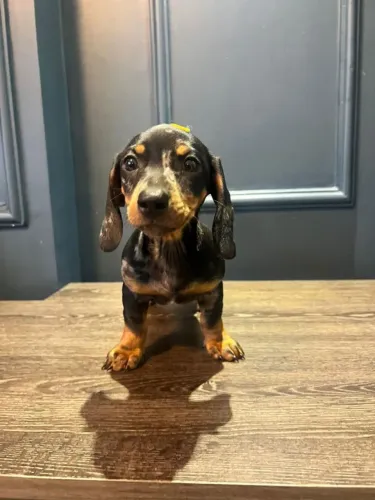Dachshund fofíssimos ARLEQUIM
