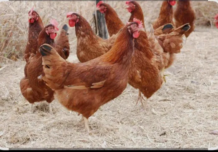 Pintinha poedeiras galinha 0 51