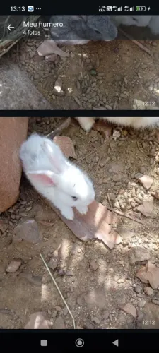 Filhotescl de coelho