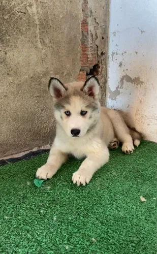 Husky siberiano