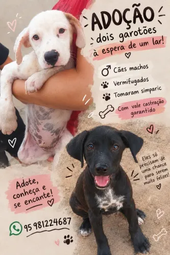 Filhotes machos para adoção