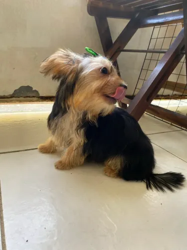 Yorkshire Terrier Fêmeas - 4 meses - Vacinadas e Desmamadas ?