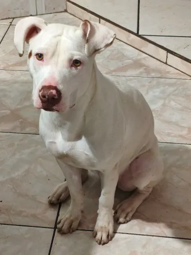 Doa se Pitbull fêmea 