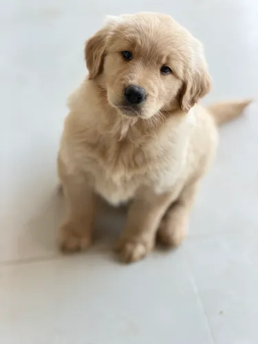Filhote de Golden Retriever 