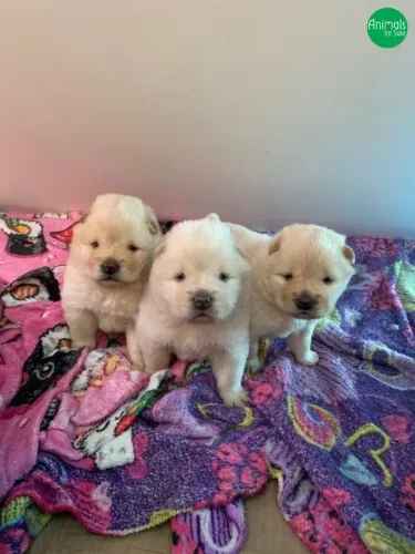 Filhote Chow-chow, A lealdade e o amor verdadeiro estão prontos para ir para sua casa!