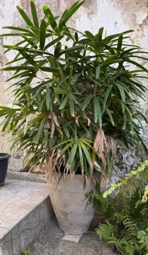 Vendo palmeira ráfia 