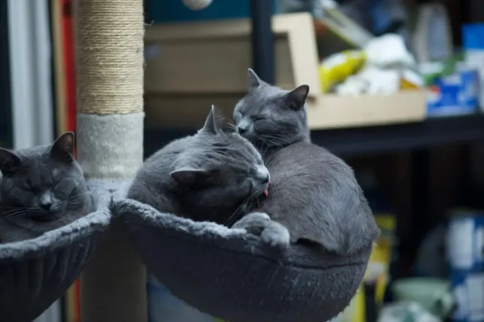 Russian BLUE os filhotes mais elegantes do mundo