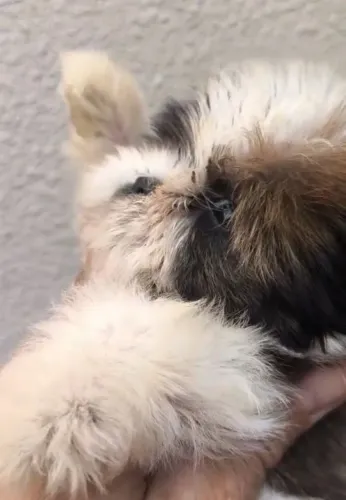 Vende-se filhote shitzu macho raça