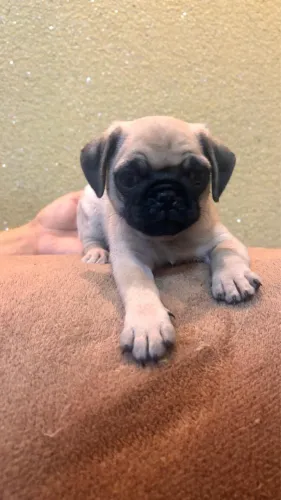 Os brincalhões e divertidos pugs