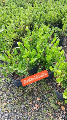 Planta Viburno Cerca Viva ou Arbusto