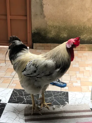 Galo grande e reprodutor