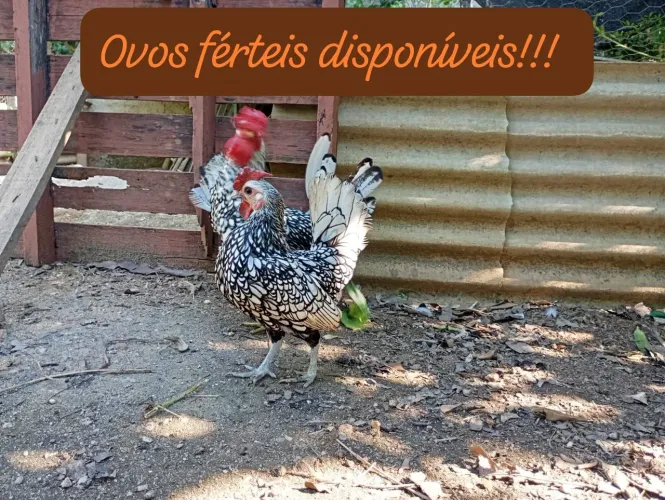 Ovos galados Sebrait 