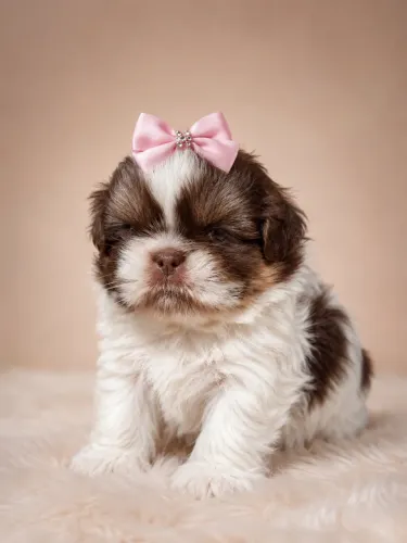 Shih Tzu filhote maravilhosa feita pra você