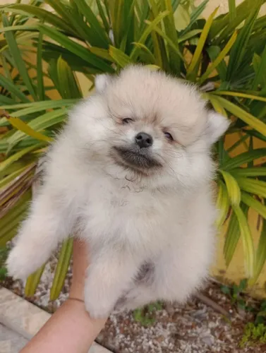 Spitz alemão anão macho, com pedigree em 10x no Cartão.