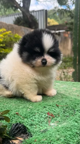 SPITZ ALEMÃO MACHINHO