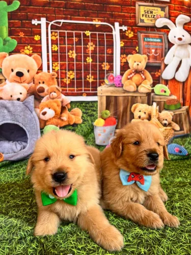 Golden retriever porte gigante pedigree