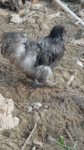 Galo sedoso cinza
