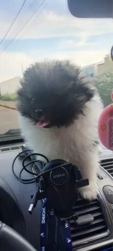 Vende-se cachorrinho Macho 