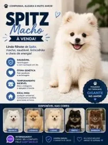 SPITZ MACHO 