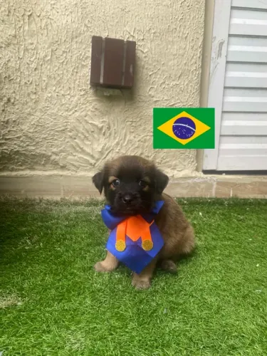 Cachorros poodle com yorkshire vamos brasil