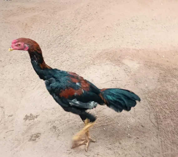 VENDO 3 FRANGOS DE RAÇA