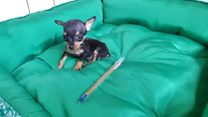 Pinscher Zero Zero para clientes exigentes!  Duvido igual 