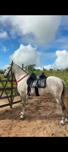 Éguas a venda