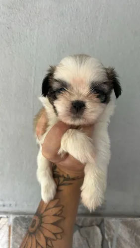 Shih tzu o math perfeito para o dia dos namorados 