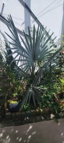 Palmeira azul Bismark