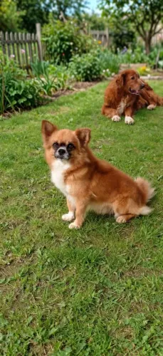 chiuahua para cobertura