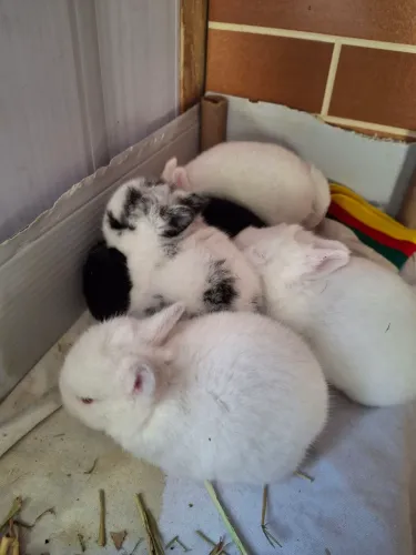 Coelhos Mini Netherland