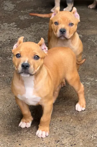 PITMONSTER FILHOTE