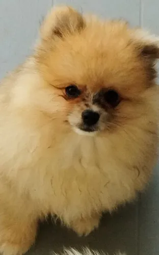 Lulu padrão ursinho anao