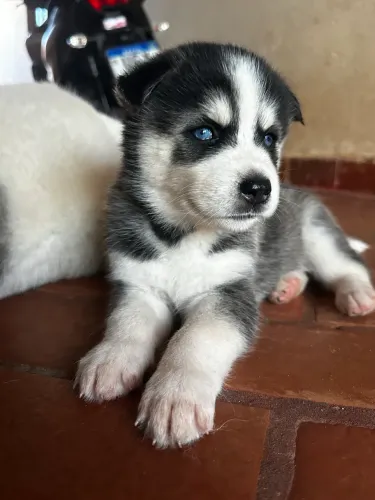 Husky Siberiano- Macho