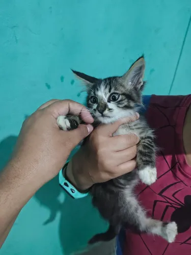 Doação consciente de gatos