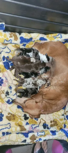 Dachshund salcichinha cofap