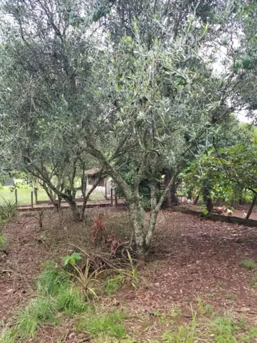 Oliveira árvore adulta