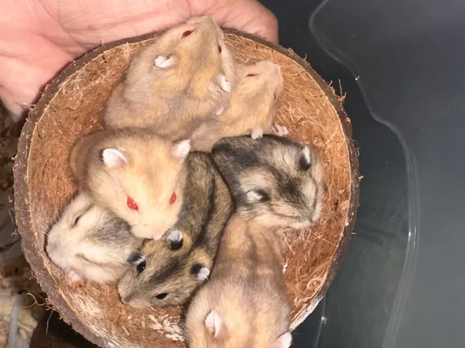 Hamster anão russo