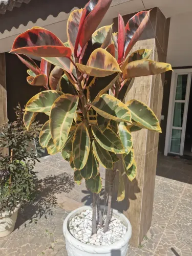 Dois jarros com plantas de 2m