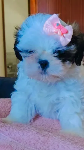 Filhote Shih Tzu fêmea