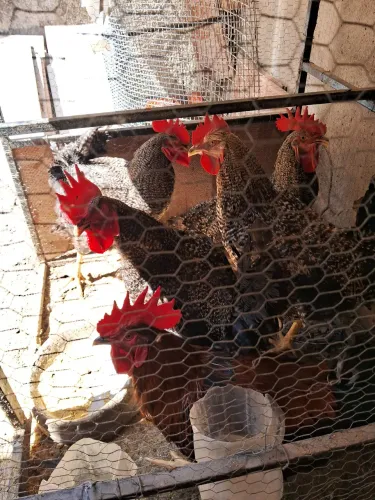 Vendo 5 Galos Caipira 04 Pedres e um galo vermelho .Se comprar os 5 galos vendo por R$ 400