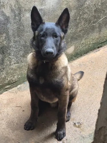 Vende-se filhote de belga malinoar com 5 mês completo macho
