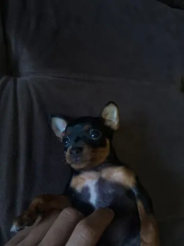 Pinscher número 1