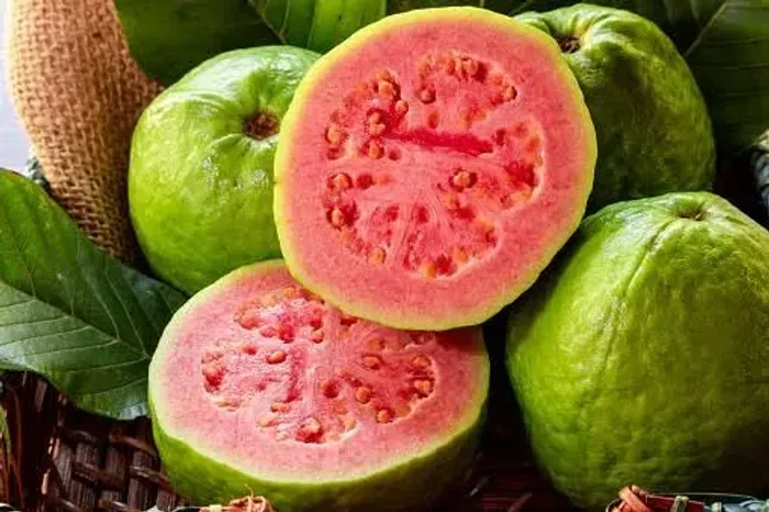 Muda de Goiaba 
