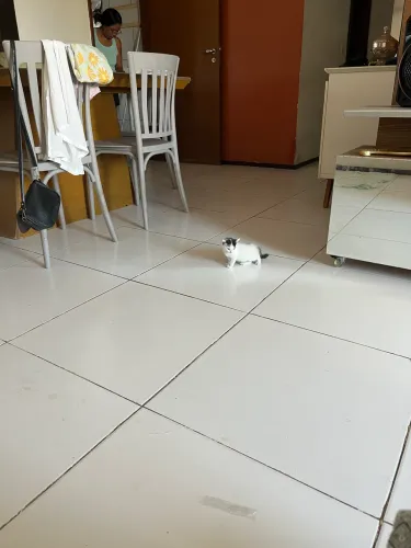 GATINHA BEBE PARA ADOÇÃO (EU PAGO A CASTRAÇÃO)