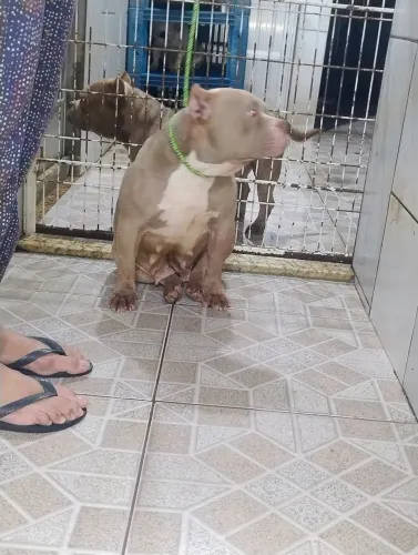 American Bully com pedigree fêmea