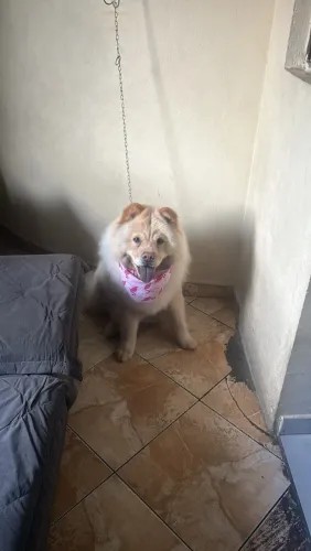 Cachorro chow chow fêmea
