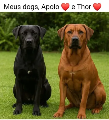 Doa se Apollo e Thor, porte grande, 8 meses, castrado, vacinado e vermifugado --Mooca SP