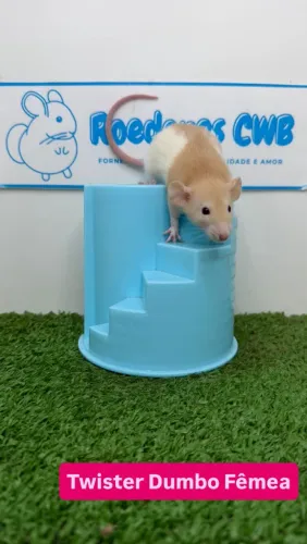 Rato Twister/Mercol (Roedores CWB)