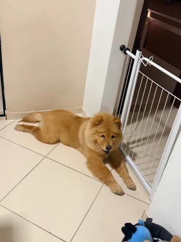VENDO CHOW CHOW MACHO - 5 MESES